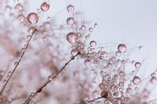 Roze druppels decoreren de pluisjes