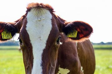 Holstein roan red cow close up von Erik Koks