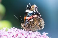 Macro van een distelvlinder op een bloem van ManfredFotos thumbnail