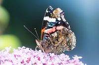 Macro van een distelvlinder op een bloem