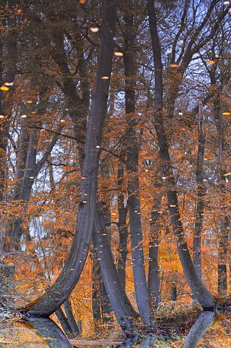 De Twickelerboom, reflectie van de bomen in beek in de herfst