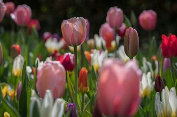 Nederlandse tulpen van Ingrid Ronde