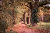 Herbstliche Gasse