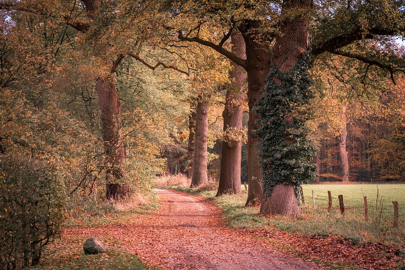 Voie automnale par Annemarie van der Hilst