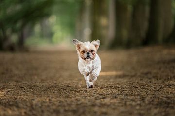 Shih tzu dog playing in the forest during autumn, on a quiet morning, with leaves on the ground by Elisabeth Vandepapeliere