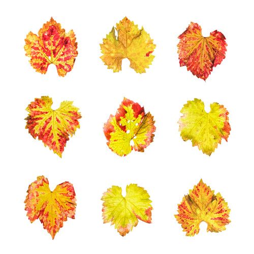 Druiven bladeren in de herfst