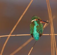 IJsvogel in de winter