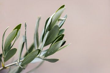 Olive tree | olive branches | fine art photography | botanical by Lindy Schenk-Smit