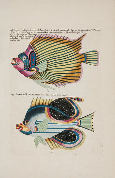 Écrevisses et crabes, Louis Renard, 1754 - Collection Teylers Museum par Teylers Museum