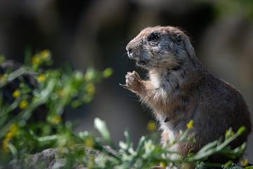 Alert prairie dog in the wild by Chihong