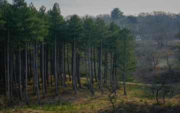 Quiet life in the forest