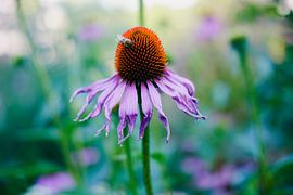 Echinacea with bee by Luis Emilio Villegas Amador