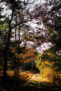 Bospad in de herfst || Nederlandse landschappen van Suzanne Spijkers