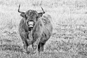 Highlander écossais