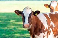 Cow by Fotografie Arthur van Leeuwen thumbnail