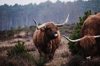 Schottische Highlander auf der Westerheide