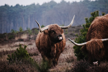 Scottish Highlanders on the Westerheide