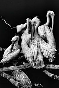 Pelikane