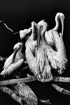 Pelikanen  van Truckpowerr