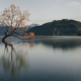 Wanaka-Baum in Neuseeland von Sophia Eerden