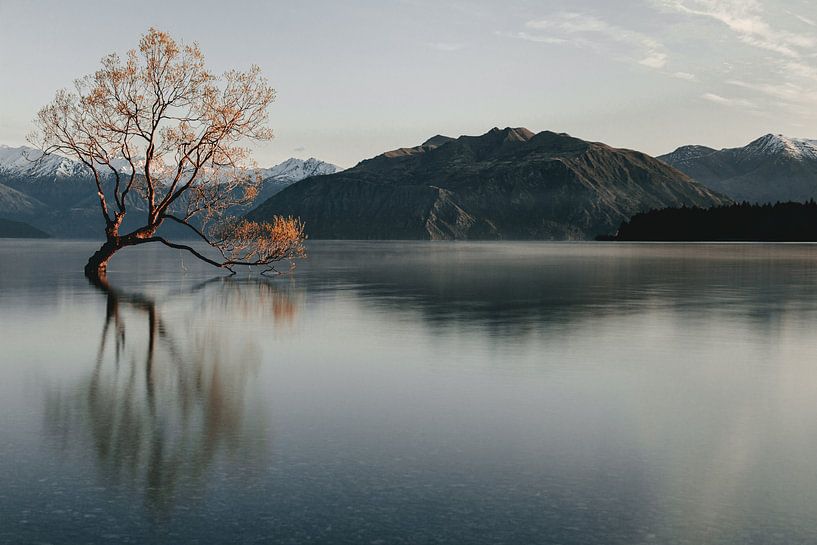 Wanaka Tree in Nieuw-Zeeland van Sophia Eerden