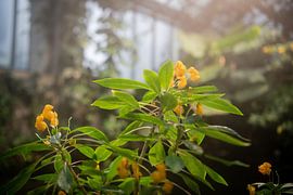Symphonie der Formen: Die botanische Vielfalt in Bildern von Lena Remmert