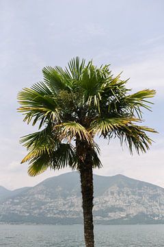 Tropische palmboom in Italië | Groen | Botanische foto