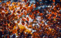 Herfstkleuren.02 (16x10)