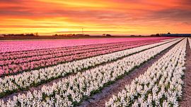 Blumenfelder in voller Blüte