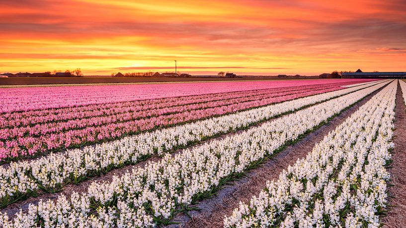 Bulb fields in bloom by eric van der eijk