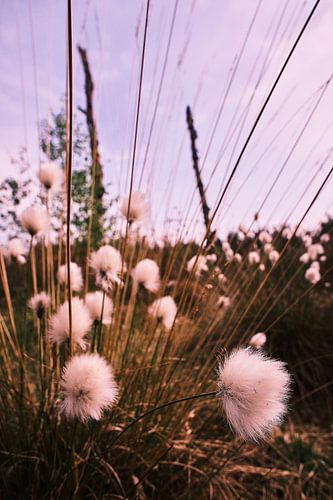 Scheuchers wool grass