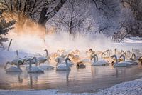 Wild Whooper swans in the morning