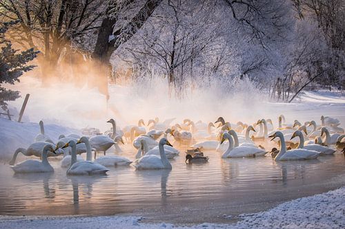 Wild Whooper swans in the morning