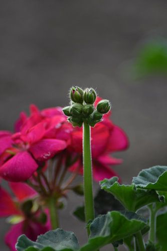 In de bloei van het leven