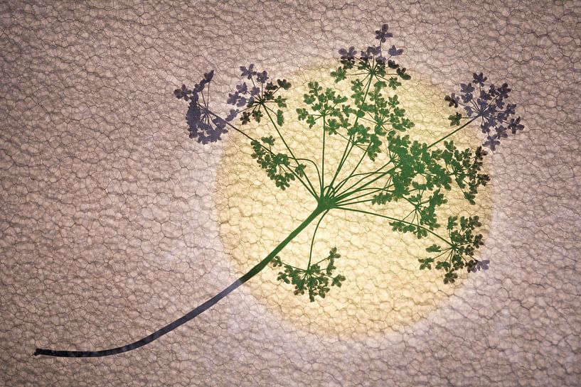 Art minimaliste d'une branche avec des fleurs et du soleil par Lisette Rijkers