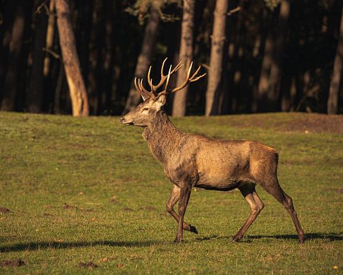 Cerf dans le soleil du matin
