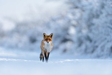 Rode vos *Vulpes vulpes* loopt recht op de camera af in een diep sneeuwlandschap