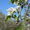 Fleur de poirier dans un verger de poiriers avec ciel bleu sur My Footprints