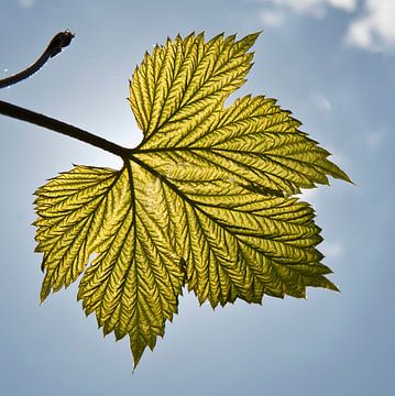 Hop leaf by George Burggraaff