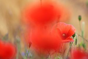 Romantischer Mohn