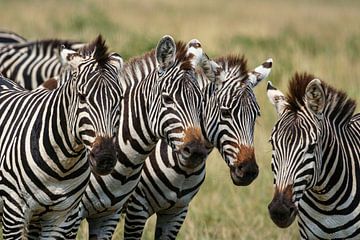 Zebra's in de Masai Mara van Roland Brack