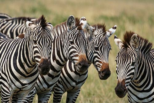 Zebras in the Masai Mara