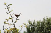 Common linnet on Ameland