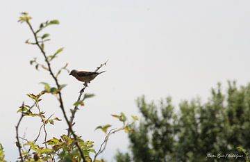 Common linnet on Ameland