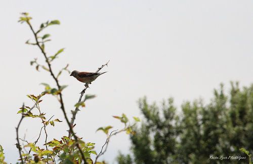 Linotte mélanocéphale sur l'Ameland