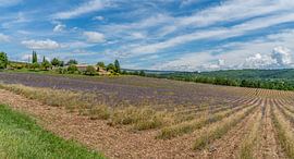 Lavender field in France by Achim Prill