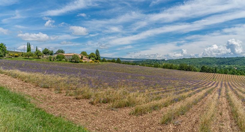 Lavendelfeld in Frankreich von Achim Prill