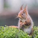 Eichhörnchen im hohen Moos von Karin van Rooijen Fotografie Miniaturansicht