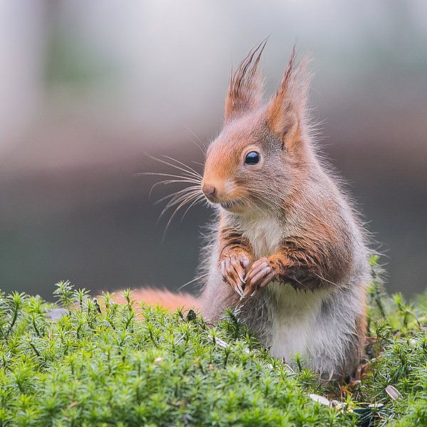 Eichhörnchen im hohen Moos von Karin van Rooijen Fotografie