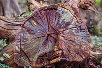 Tree stump